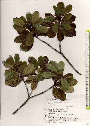  ( - TW019132)  @11 [ ] Copyright (2021) Unspecified Forestry and Forest Products Research Institute