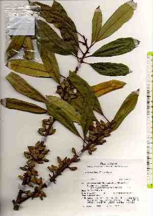  ( - TW019133)  @11 [ ] Copyright (2021) Unspecified Forestry and Forest Products Research Institute