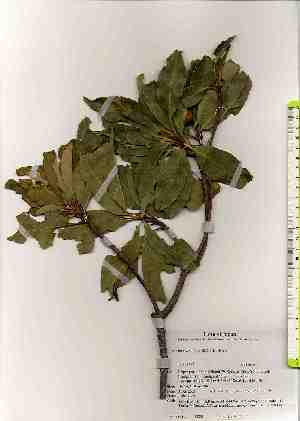  ( - TW019232)  @11 [ ] Copyright (2021) Unspecified Forestry and Forest Products Research Institute