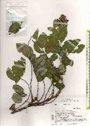  (Phyllanthus triandrus - TW019280)  @11 [ ] Copyright (2021) Unspecified Forestry and Forest Products Research Institute