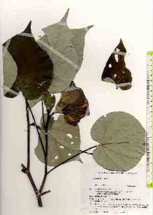  ( - TW019295)  @11 [ ] Copyright (2021) Unspecified Forestry and Forest Products Research Institute