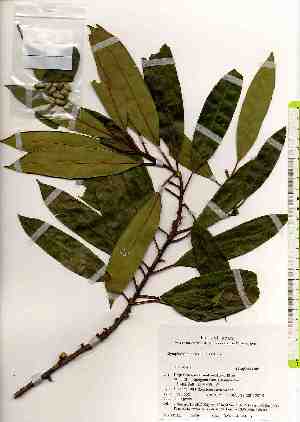  ( - TW019316)  @11 [ ] Copyright (2021) Unspecified Forestry and Forest Products Research Institute