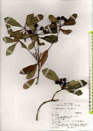  ( - TW019324)  @11 [ ] Copyright (2021) Unspecified Forestry and Forest Products Research Institute