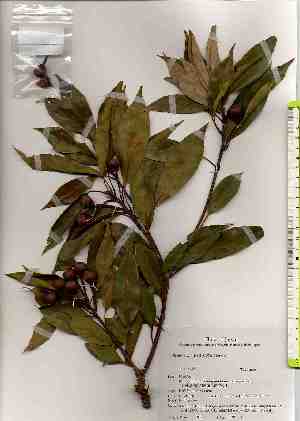  ( - TW019327)  @11 [ ] Copyright (2021) Unspecified Forestry and Forest Products Research Institute