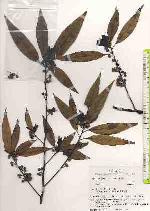  ( - TW019404)  @11 [ ] Copyright (2021) Unspecified Forestry and Forest Products Research Institute