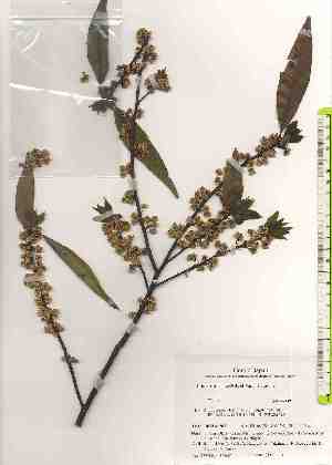  ( - TW019437)  @11 [ ] Copyright (2021) Unspecified Forestry and Forest Products Research Institute