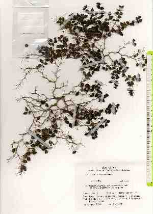  (Damnacanthus indicus var. microphyllus - TW019482)  @11 [ ] Copyright (2021) Unspecified Forestry and Forest Products Research Institute