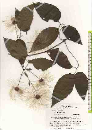  (Clematis javana - TW019486)  @11 [ ] Copyright (2021) Unspecified Forestry and Forest Products Research Institute