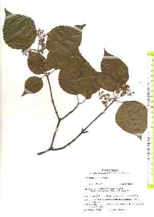  (Viburnum tashiroi - TW019501)  @11 [ ] Copyright (2021) Unspecified Forestry and Forest Products Research Institute