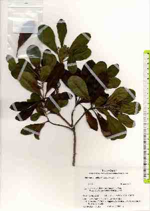  ( - TW019515)  @11 [ ] Copyright (2021) Unspecified Forestry and Forest Products Research Institute