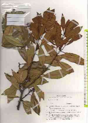  ( - TW019558)  @11 [ ] Copyright (2021) Unspecified Forestry and Forest Products Research Institute