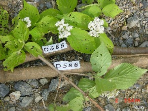  ( - TW019571)  @11 [ ] Copyright (2021) Unspecified Forestry and Forest Products Research Institute