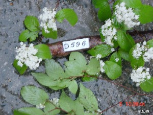  ( - TW019580)  @11 [ ] Copyright (2021) Unspecified Forestry and Forest Products Research Institute