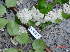  ( - TW019581)  @11 [ ] Copyright (2021) Unspecified Forestry and Forest Products Research Institute