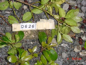  ( - TW019608)  @11 [ ] Copyright (2021) Unspecified Forestry and Forest Products Research Institute