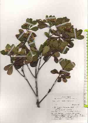  ( - TW019653)  @11 [ ] Copyright (2021) Unspecified Forestry and Forest Products Research Institute