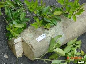  ( - TW019671)  @11 [ ] Copyright (2021) Unspecified Forestry and Forest Products Research Institute