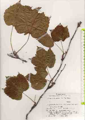  ( - TW019692)  @11 [ ] Copyright (2021) Unspecified Forestry and Forest Products Research Institute