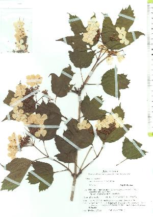  (Viburnum opulus var. sargentii - TW019764)  @11 [ ] Copyright (2021) Unspecified Forestry and Forest Products Research Institute