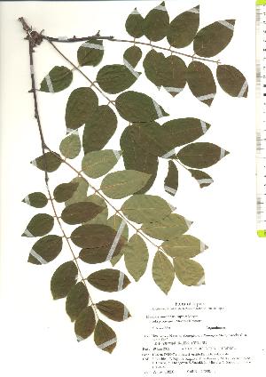  ( - TW019850)  @11 [ ] Copyright (2021) Unspecified Forestry and Forest Products Research Institute