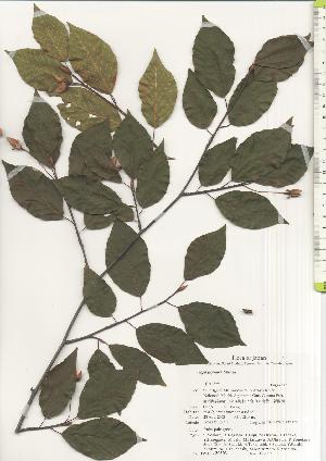  ( - TW020503)  @11 [ ] Copyright (2021) Unspecified Forestry and Forest Products Research Institute