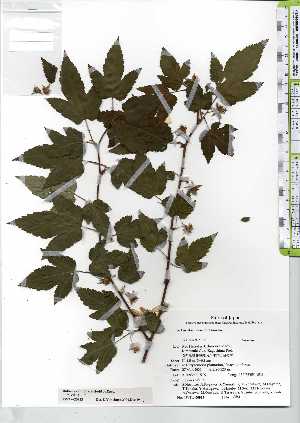 (Rubus x ribifolius - TW020933)  @11 [ ] Copyright (2021) Unspecified Forestry and Forest Products Research Institute
