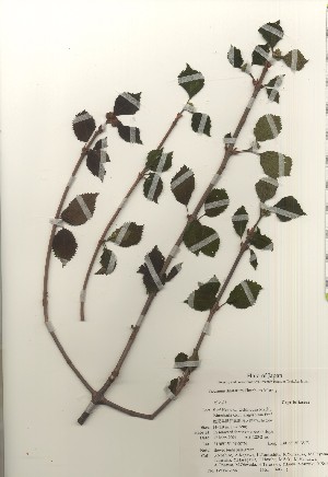  ( - TW020951)  @11 [ ] Copyright (2021) Unspecified Forestry and Forest Products Research Institute