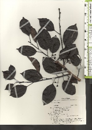  ( - TW021023)  @11 [ ] Copyright (2021) Unspecified Forestry and Forest Products Research Institute