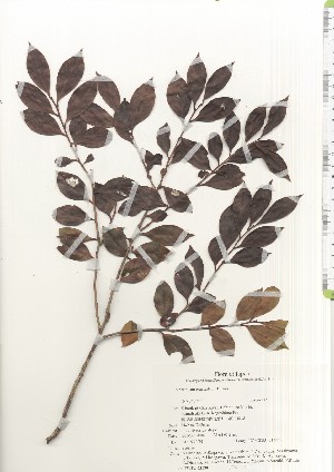  ( - TW021038)  @11 [ ] Copyright (2021) Unspecified Forestry and Forest Products Research Institute
