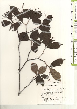  ( - TW021112)  @11 [ ] Copyright (2021) Unspecified Forestry and Forest Products Research Institute