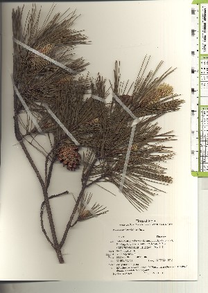  ( - TW021169)  @11 [ ] Copyright (2021) Unspecified Forestry and Forest Products Research Institute