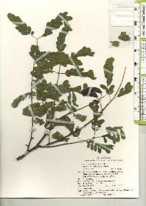  ( - TW021179)  @11 [ ] Copyright (2021) Unspecified Forestry and Forest Products Research Institute