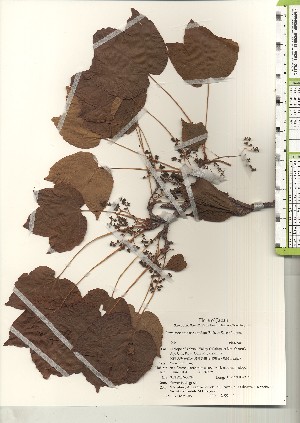  ( - TW021205)  @11 [ ] Copyright (2021) Unspecified Forestry and Forest Products Research Institute