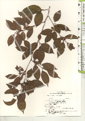  ( - TW021225)  @11 [ ] Copyright (2021) Unspecified Forestry and Forest Products Research Institute