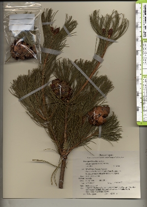  (Pinus parviflora var. pentaphylla - TW021311)  @11 [ ] Copyright (2021) Unspecified Forestry and Forest Products Research Institute