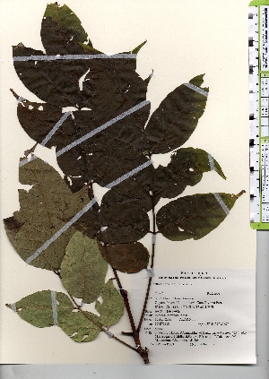  ( - TW021403)  @11 [ ] Copyright (2021) Unspecified Forestry and Forest Products Research Institute