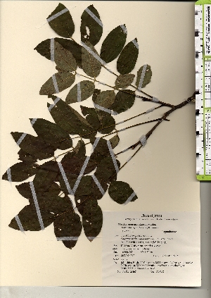  ( - TW021407)  @11 [ ] Copyright (2021) Unspecified Forestry and Forest Products Research Institute