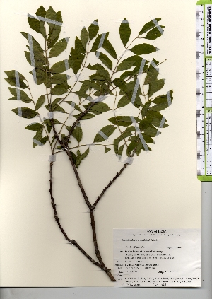  ( - TW021566)  @11 [ ] Copyright (2021) Unspecified Forestry and Forest Products Research Institute