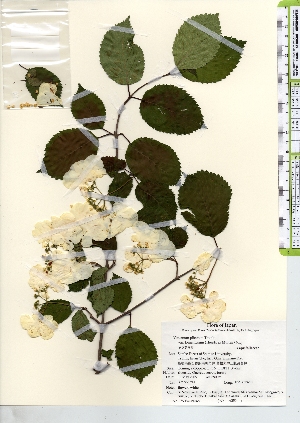  ( - TW021568)  @11 [ ] Copyright (2021) Unspecified Forestry and Forest Products Research Institute