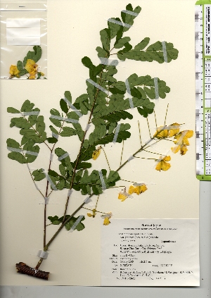  ( - TW021610)  @11 [ ] Copyright (2021) Unspecified Forestry and Forest Products Research Institute