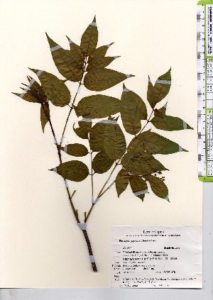 ( - TW021628)  @11 [ ] Copyright (2021) Unspecified Forestry and Forest Products Research Institute