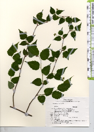  ( - TW021646)  @11 [ ] Copyright (2021) Unspecified Forestry and Forest Products Research Institute