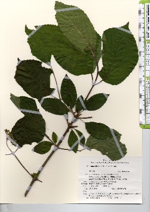  ( - TW021651)  @11 [ ] Copyright (2021) Unspecified Forestry and Forest Products Research Institute