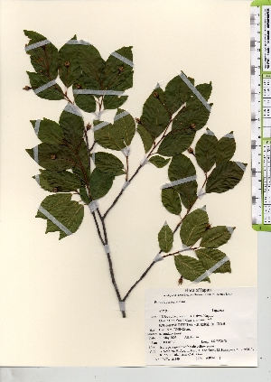  ( - TW021690)  @11 [ ] Copyright (2021) Unspecified Forestry and Forest Products Research Institute