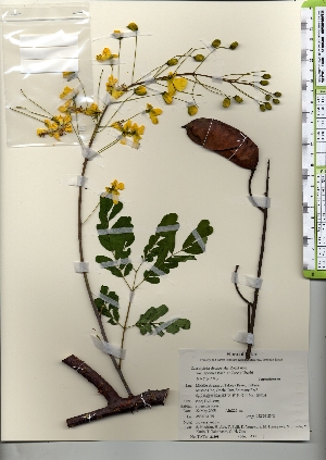  ( - TW021698)  @11 [ ] Copyright (2021) Unspecified Forestry and Forest Products Research Institute
