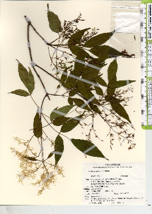 ( - TW021704)  @11 [ ] Copyright (2021) Unspecified Forestry and Forest Products Research Institute
