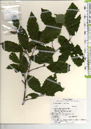  ( - TW021898)  @11 [ ] Copyright (2021) Unspecified Forestry and Forest Products Research Institute