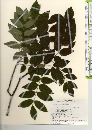  ( - TW021911)  @11 [ ] Copyright (2021) Unspecified Forestry and Forest Products Research Institute