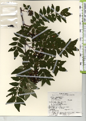  (Zanthoxylum piperitum f. brevispinum - TW021926)  @11 [ ] Copyright (2021) Unspecified Forestry and Forest Products Research Institute