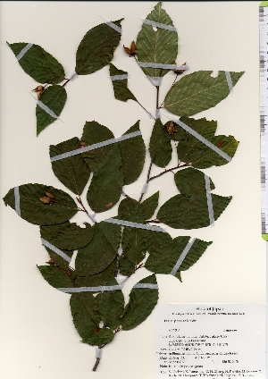  ( - TW021979)  @11 [ ] Copyright (2021) Unspecified Forestry and Forest Products Research Institute